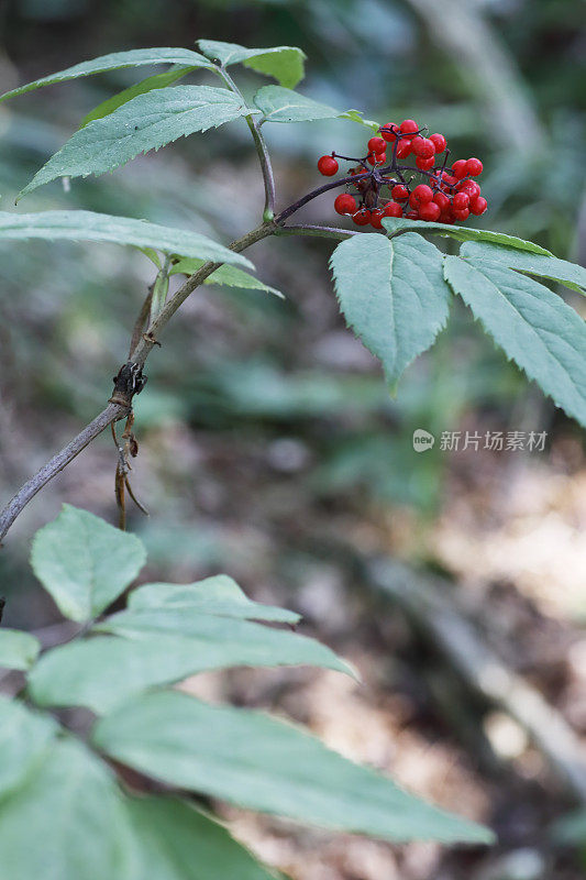 高山接骨木(sambuus racemosa)红色浆果